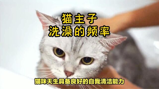 猫咪需要经常洗澡保持干净吗?揭开猫主子的洁净之道!