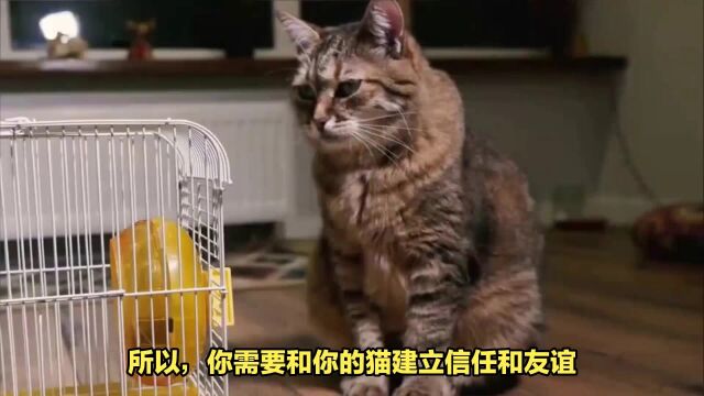 如何让猫跟着你一起出门