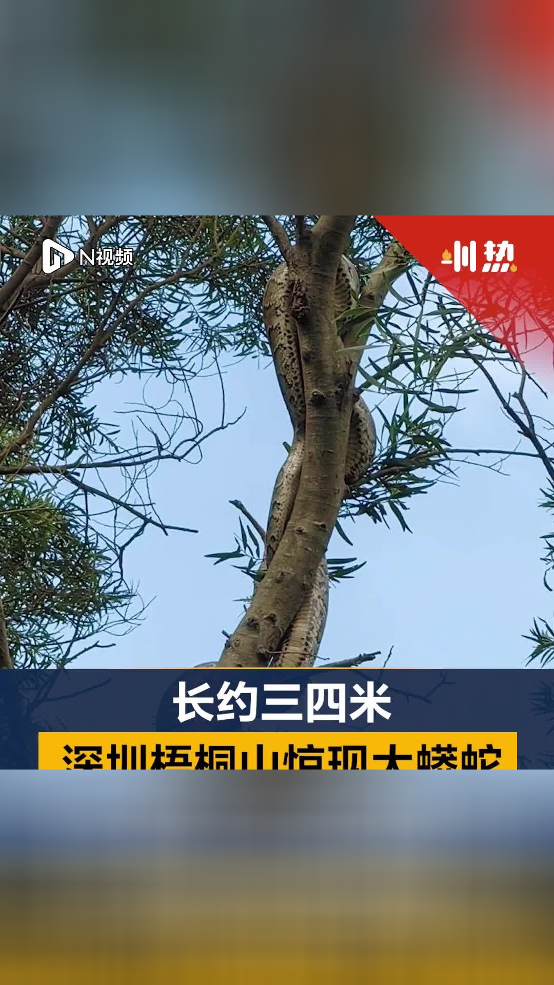 过山蟒图片图片