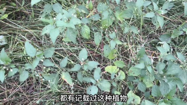 农村不起眼的“万能止咳草”,用途在我国却非常厉害,赶紧认识下