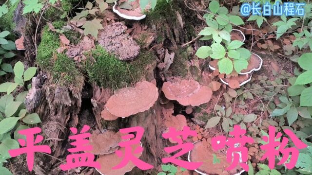 这两天运气太差,放山挖棒槌大小一棵不见,捡几块平盖灵芝熏蚊子