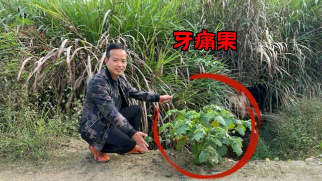 “牙痛果”你们认识吗?农村路边的常见植物,果实外表像小西瓜