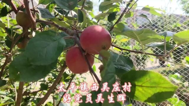 【原阳好人】太平镇西吴庄村好党员吴生辉#“原阳好人”“记者百村行”进基层系列报道 #户户有好人