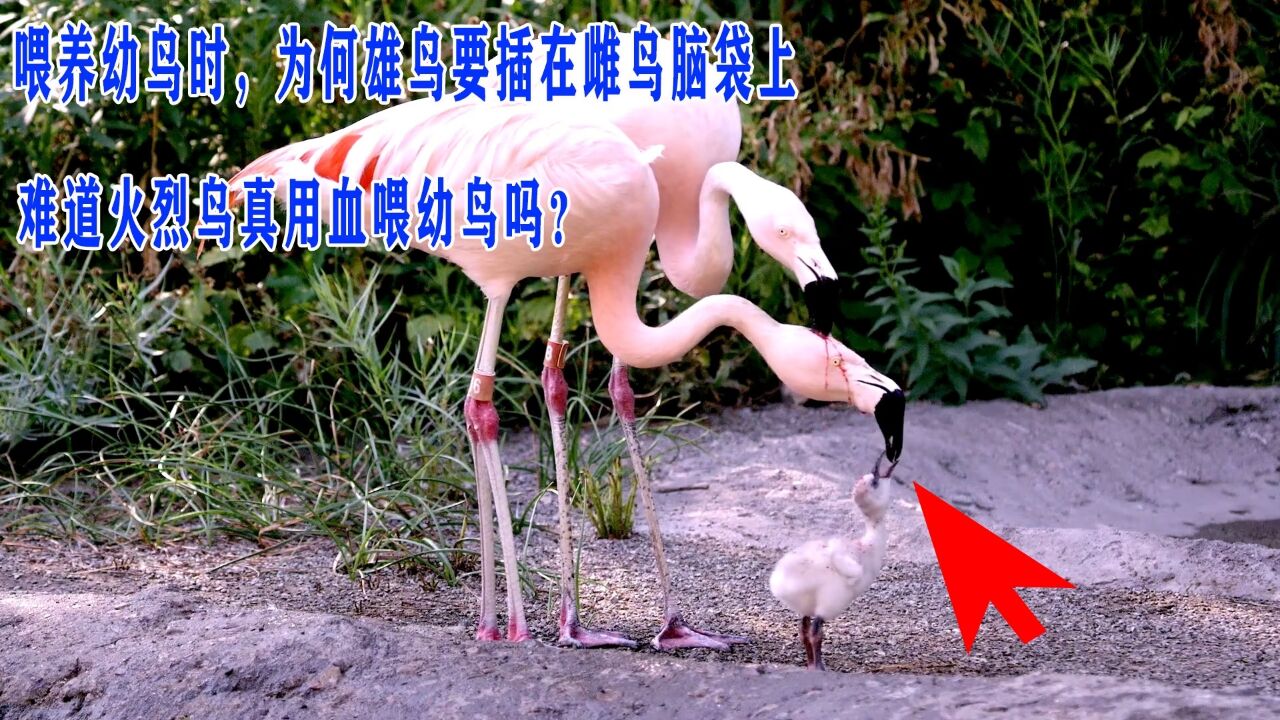 喂养幼鸟时,雄鸟把喙插到雌鸟头上,难道火烈鸟真用血喂幼鸟吗?