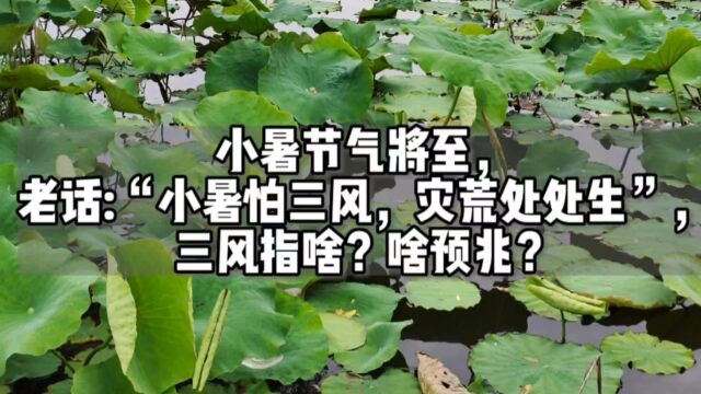 小暑将至,老话:“小暑怕三风,灾荒处处生”,哪三风?啥预兆?