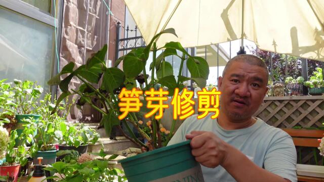 盆栽大花绣球“笋芽”又高又壮,用不用修剪?