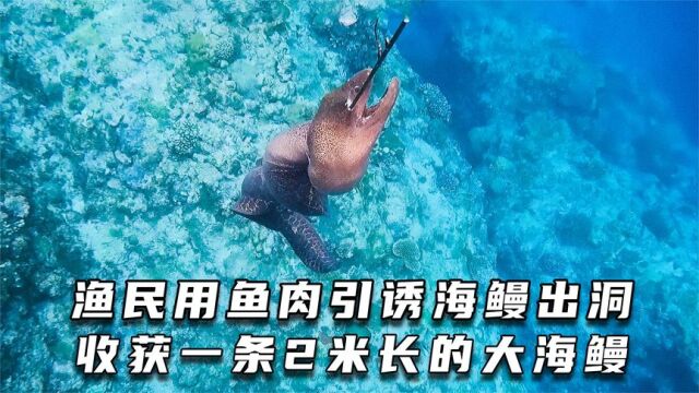 渔民用鱼肉引诱海鳗出洞,收获一条2米长的大海鳗.#渔民生活实拍