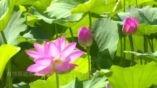 河北香河:荷花次第开 美景醉游人