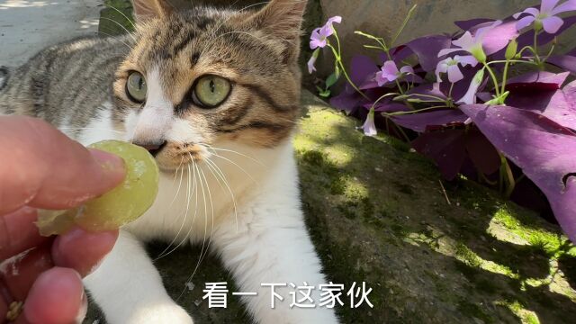 都说猫是鸟的天敌,这鸟站猫嘴边,猫却把它当朋友