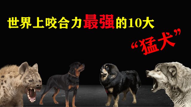 世界上咬合力最强的10大猛犬,你以为藏獒的真的干不过狼吗