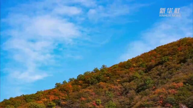 千城胜景|河北赞皇:满山红叶 层林尽染