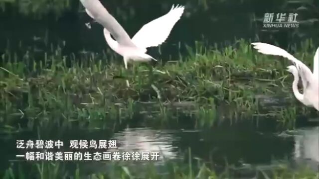 千城胜景|河北沧县:运河水立交蕴育生态美