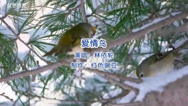 经典怀旧老歌林依轮现场演唱经典成名曲《爱情鸟》满满的童年回忆