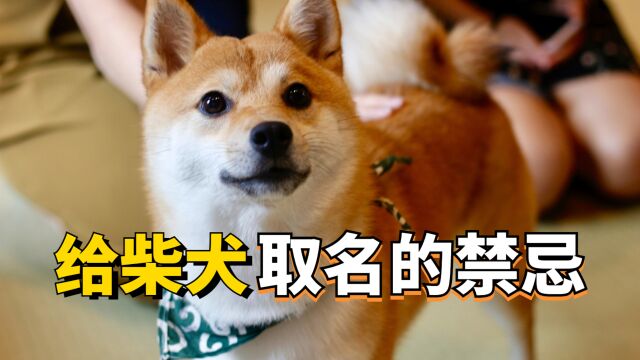 柴犬取名学问大?这些禁忌建议你避开!