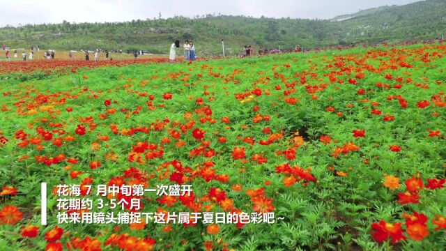 视频|锡矿山菊花盛开引客来