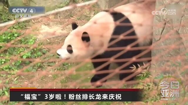 “福宝”生日宴 中国驻韩大使到场祝贺