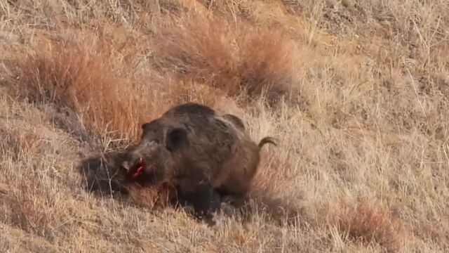 野猪肉好吃不