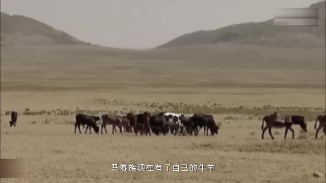 非洲野性当狮子和豹子在马赛土地上自由漫游,野生动物攻击!