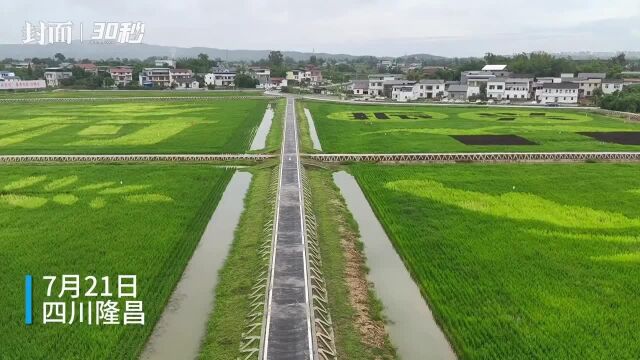 30秒|走进四川隆昌 与会人员共议“鱼米之乡”建设