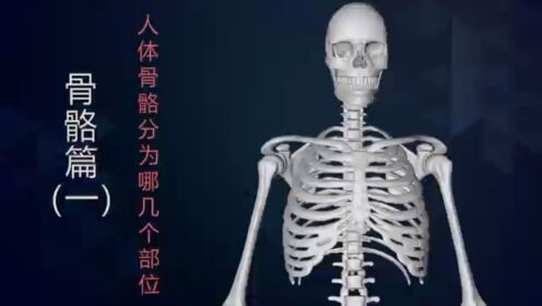 骨骼篇（一）人体骨骼分为哪几个部分部分