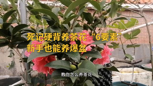 死记硬背养茶花“6要素”,新手也能养爆盆