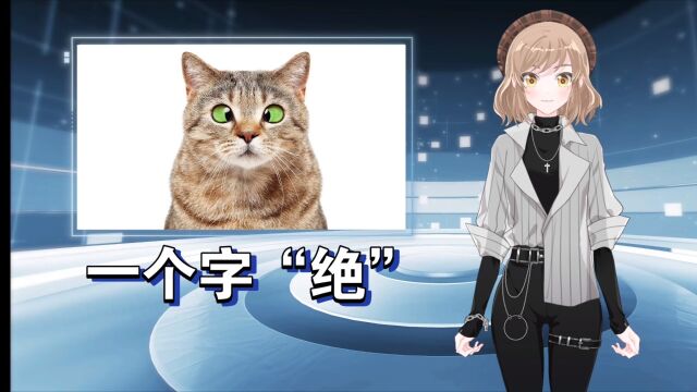 中华田园猫古代雅称之《纯色篇》#闲时说猫狗