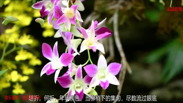 音乐欣赏杏花弦外雨