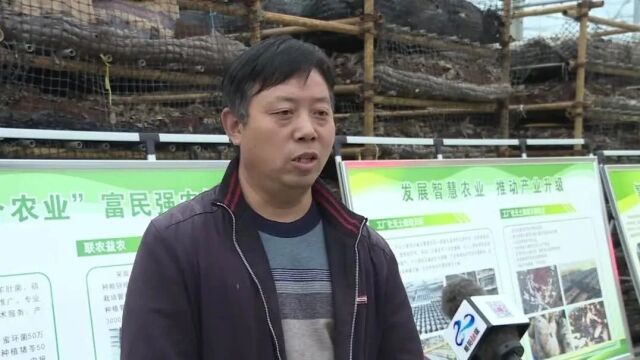 【向人民报告】郭镇:天麻破土迎收 敲开群众乡村振兴“致富门”