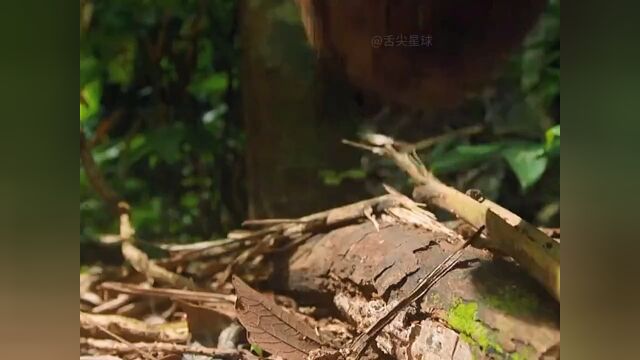 因其酷似鲍鱼,被当地人称为“鲍鱼果”,只生长在亚马逊雨林深处,你吃过这种鲍鱼果吗?