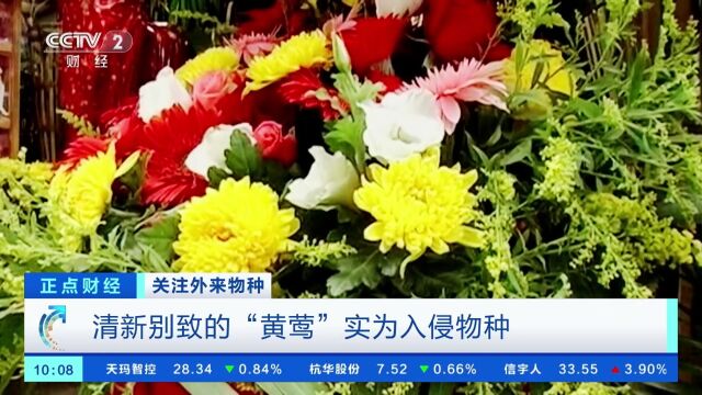 清新别致的“黄莺”实为入侵物种