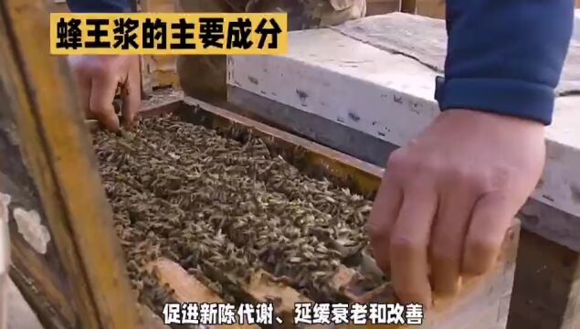 蜂王浆的主要成分