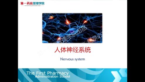 神经系统（2）