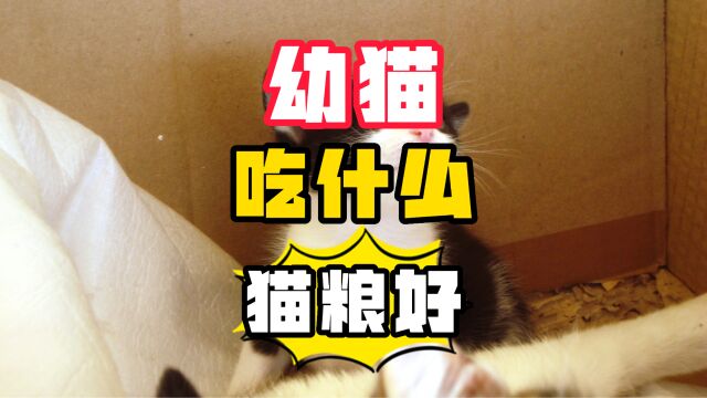 幼猫适合吃的这款猫粮,铲屎官一定要知道!