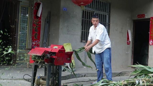 没人要的嫩玉米杆,小伙当成宝拉回家,铡出来一看足足有400多斤