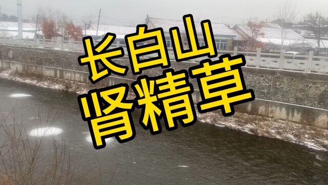 今天外面下着雪,我在家给粉丝,分享一下肾精草的功效