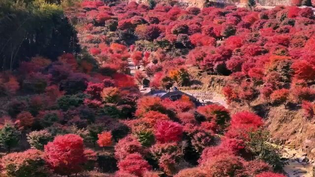 蓝山谷火红枫叶