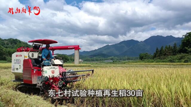 【视频+海报】南粤沃土 丰产有“稻” 新稻种拓宽农民增收致富路