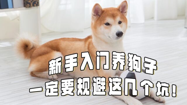 新手养柴犬避坑指南