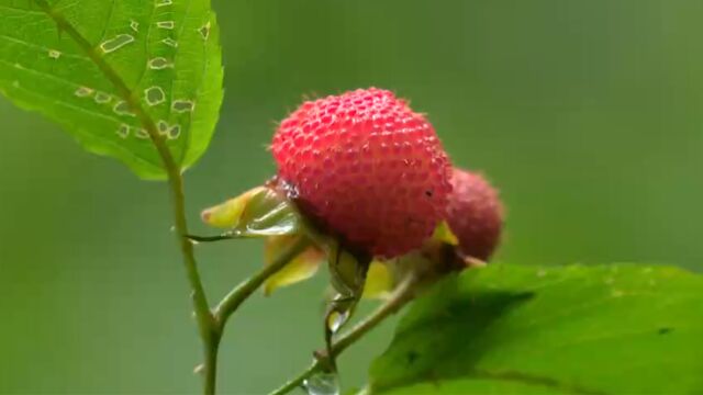 喀斯特热带雨林顽拗性的种子库