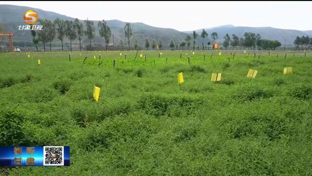 【聚焦第四届中国(甘肃)中医药产业博览会】陇西:绿色标准化种植助力中药材提质增效