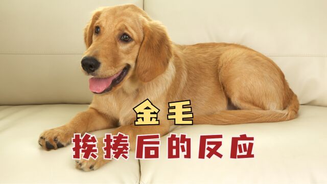 金毛被揍后,会怎么想?