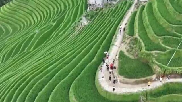 广西大寨村:梯田美景,红瑶文化,沉浸式体验引爆旅游热潮