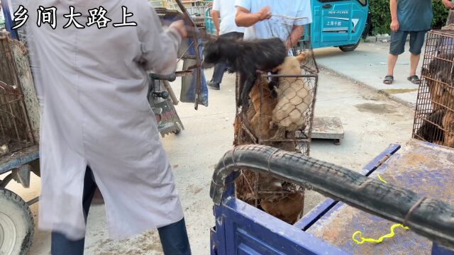 农村土狗脾气狂躁,铁夹子咬的嘎嘎作响,屠夫一用劲吓得全身发软