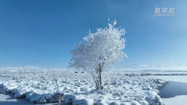 新疆昭苏湿地:雾凇沆砀 玉树琼枝美如画