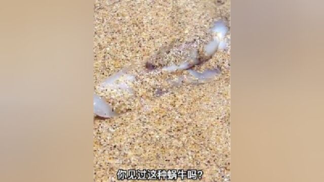 没眼睛而且还会冲浪的蜗牛你见过吗?