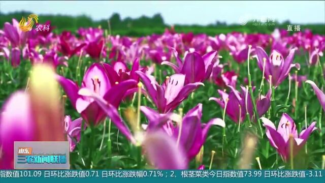 新泰:小百合开出乡村振兴“致富花”,促进农业增效农民增收