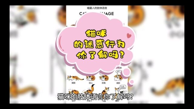 铲屎官!猫咪的肢体语言你知道吗?