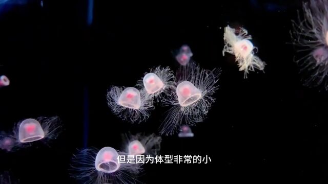 深海里的灯塔水母,居然成全球唯一永生的生物?网友:不可思议!