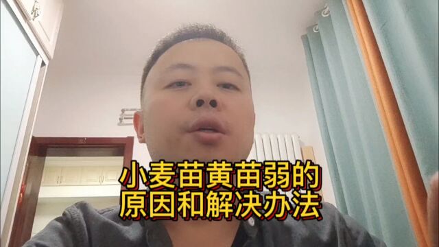 小麦苗黄苗弱的原因和解决办法