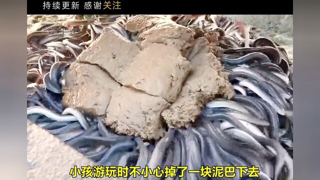 探访大型鱼类养殖场,历史,养殖,捕捞,制作过程